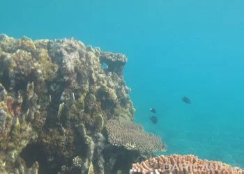 Masih Sebagian Kecil Dasar Laut Indonesia yang Telah Dipetakan