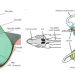Otolit pada telinga bagian dalam dari ikan. GAMBAR: Popper and Hawkins (2019)