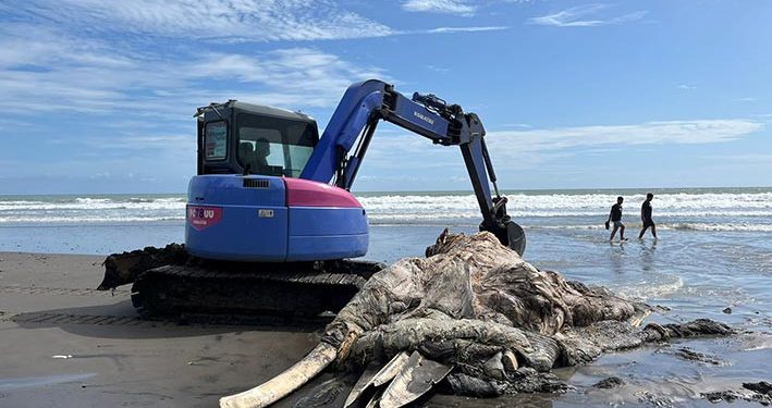 Paus Panjang 10 Meter Terdampar di Bali dan Seram
