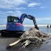 Paus Panjang 10 Meter Terdampar di Bali dan Seram