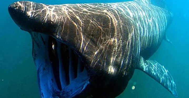 Dianggap Monster Laut, Ini Cara Mengidentifikasi Hiu Basking