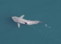 Hiu Basking, Cetorhinus maximus. FOTO: NOAA FISHERIES