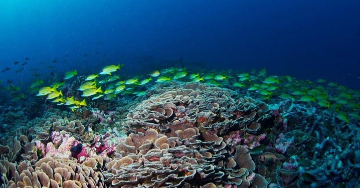 Terumbu Karang di Samudra Hindia Barat Berisiko Runtuh