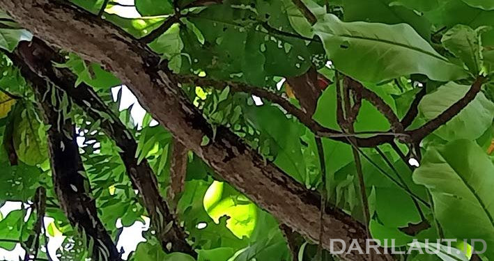 Coscinium fenestratum, Obat Tradisional Malaria di Pulau Batanta