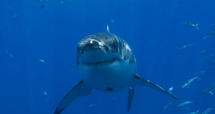 Hiu Putih Takluk Pada Paus Orca, Ini Predator Teratas di Lautan