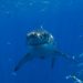 Hiu putih, White shark. FOTO: MAURICIO HOYOS/FLORIDAMUSEUM.UFL.EDU