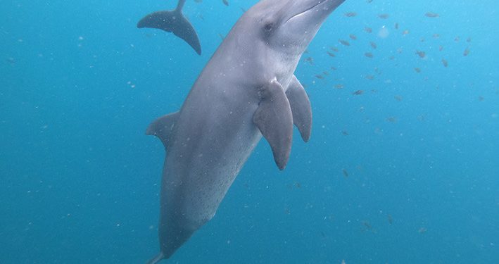 Dijadikan Pemain Sirkus, Kini Johnny, Rocky dan Rambo Siap Kembali ke Laut