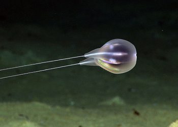 Ctenophore. FOTO: NOAA Ocean Exploration