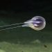 NOAA Ocean Exploration Jelajahi Keanekaragaman Hayati di Habitat Laut Puerto Rico