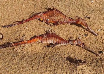 Naga laut (Weedy seadragons) ditemukan dan difoto di Pantai Collaroy oleh seorang penduduk setempat. FOTO: @cuddlefish03/Instagram/ SMH.COM.AU