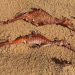 Naga laut (Weedy seadragons) ditemukan dan difoto di Pantai Collaroy oleh seorang penduduk setempat. FOTO: @cuddlefish03/Instagram/ SMH.COM.AU