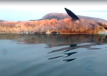 Bangkai paus diduga jenis bungkuk (Megaptera novaeangliae) ditemukan pada jarak sekitar 1 mil dari pantai Desa Dharma Camplong, Kabupaten Sampang akhir Maret 2022. FOTO: KKP