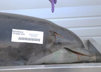 Dicari Pelaku Penusuk Kepala Lumba-Lumba di Pantai Fort Myers