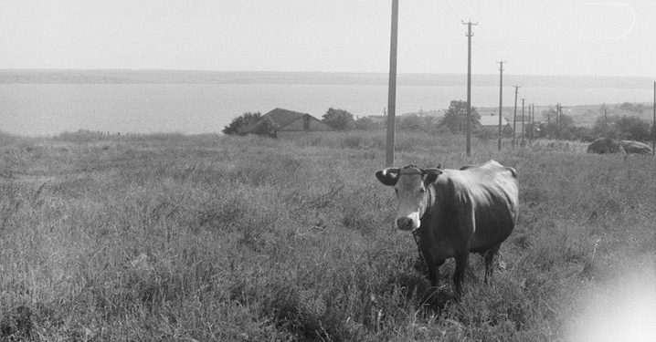 IUCN Prihatin Konflik Militer di Ukraina