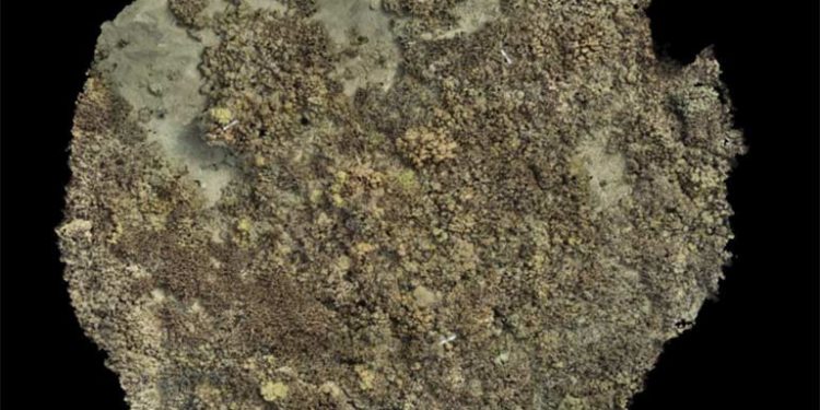 Metode Baru Mengukur Pertumbuhan Koloni Karang