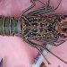 Mengapa Darah Lobster Tidak Berwarna Merah? Ini Penjelasan Ahli