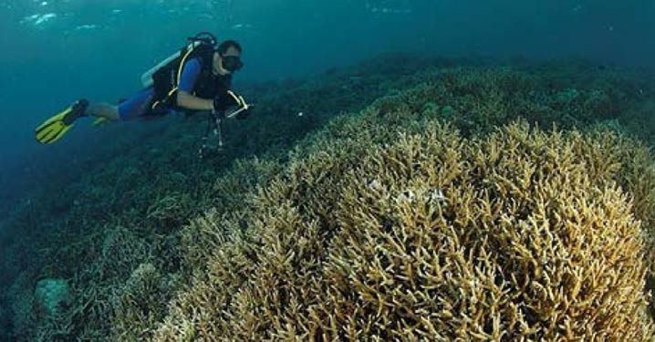 Prof Suharsono Optimis Terumbu Karang Indonesia Tumbuh dengan Baik
