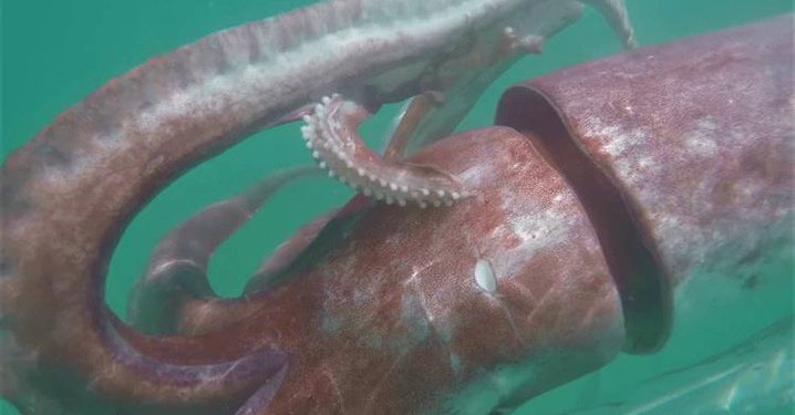 Misteri Cumi-cumi Raksasa, Panjangnya Lebih Dari 10 Meter