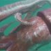 Misteri Cumi-cumi Raksasa, Panjangnya Lebih Dari 10 Meter