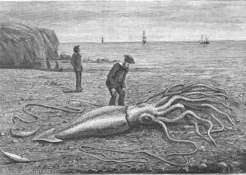 Kesan seniman tentang cumi-cumi raksasa yang terdampar di Catalina, Trinity Bay, Newfoundland, pada 24 September 1877. GAMBAR: AQUARIUM.CO.ZA