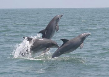 Lumba-lumba yang diusulkan sebaga spesies baru, Lumba-lumba hidung botol Tamanend, di sepanjang pesisir Georgia. FOTO: NOAA FISHERIES