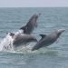 Lumba-lumba yang diusulkan sebaga spesies baru, Lumba-lumba hidung botol Tamanend, di sepanjang pesisir Georgia. FOTO: NOAA FISHERIES