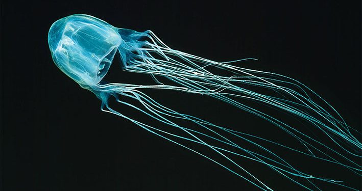 Hati-Hati! Sengatan Ubur-ubur Kotak Mengandung Racun yang Mematikan