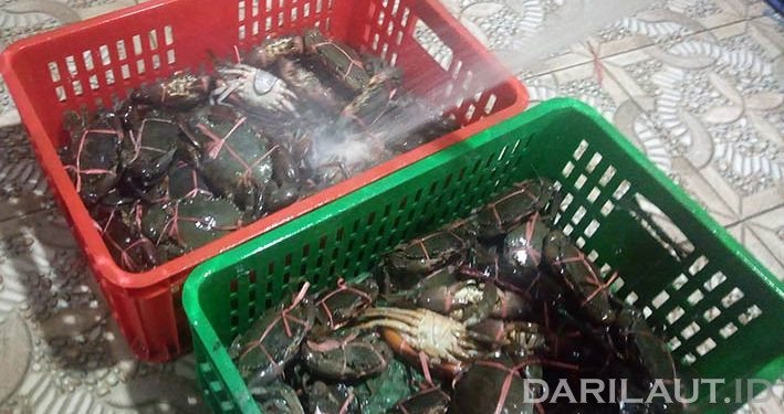 Balikpapan Ekspor Langsung 5 Ton Kepiting Bakau ke Shenzhen