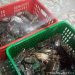 Balikpapan Ekspor Langsung 5 Ton Kepiting Bakau ke Shenzhen