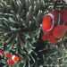 30 Varian Ikan Nemo Telah Dibudidaya dengan Metode Kawin Silang