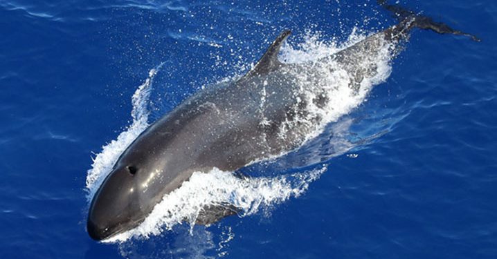 Populasi Paus Pembunuh Palsu Menurun