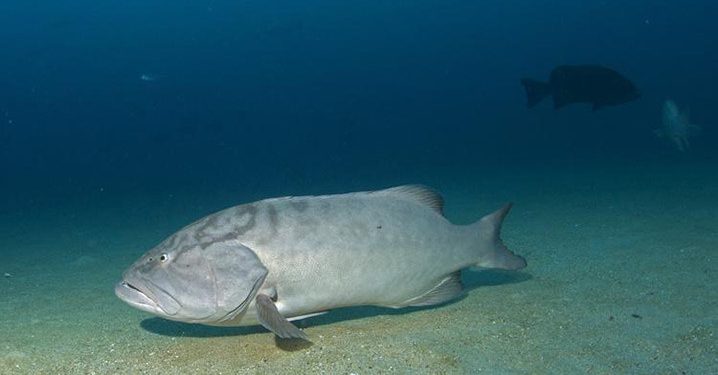 Gulf Grouper, Ikan Kerapu Bertubuh Besar