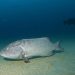 Gulf Grouper, Ikan Kerapu Bertubuh Besar