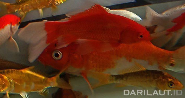Kolam Pengendapan Bekas Tambang Prospektif untuk Produksi Ikan Hias