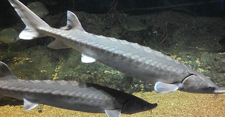 Sering Diambil Telurnya, Ikan Sturgeon Atlantik Terancam Punah