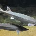 Sering Diambil Telurnya, Ikan Sturgeon Atlantik Terancam Punah