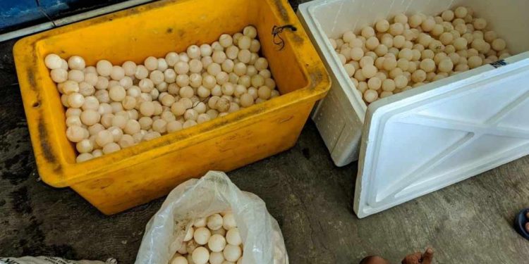 Penyelundup 2287 Telur Penyu Sisik Ditangkap di Bangka Belitung