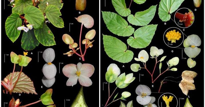 Peneliti Temukan Dua Spesies Baru Begonia di Maluku Utara