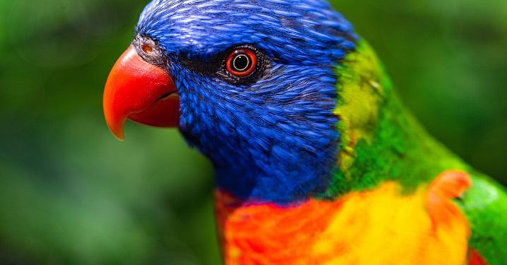 Rumput Laut dan Burung Beo Terancam Punah