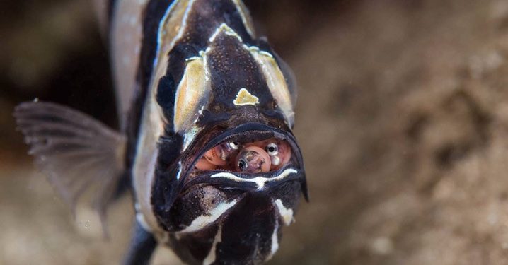 Ini Keunikan Ikan Capungan Banggai, Jantan Mengerami Telur di Rongga Mulut