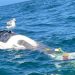 Nelayan memposting foto orca mati terjerat dalam alat tangkap kepiting 25 mil di lepas pantai, Newport, Oregon. FOTO:  iFish.net/YACHATSNEWS.COM