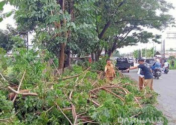 Pohon tumbang di jalan Trans Sulawesi, Kecamatan Telaga Biru, Kabupaten Gorontalo, Minggu (17/7). FOTO: DARILAUT.ID