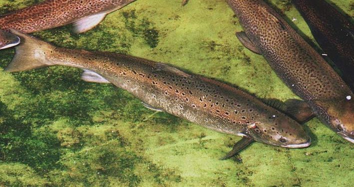Menyelamatkan Salmon Atlantik Liar Terakhir di AS