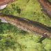 Menyelamatkan Salmon Atlantik Liar Terakhir di AS