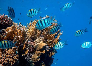 Terumbu Laut Merah, salah satu terumbu karang terpanjang yang masih hidup di dunia. FOTO: UN.ORG/UNSPLASH/FRANCESCO UNGARO