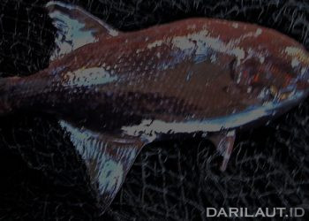 Ratusan Ikan Ditemukan Mati di Indiana