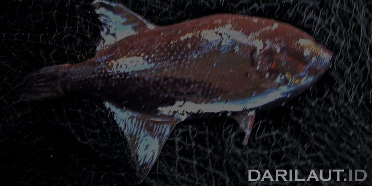Ratusan Ikan Ditemukan Mati di Indiana