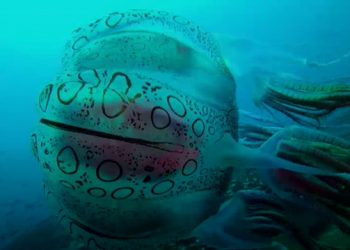 Ubur-ubur Langka Terekam di Perairan Papua New Guinea