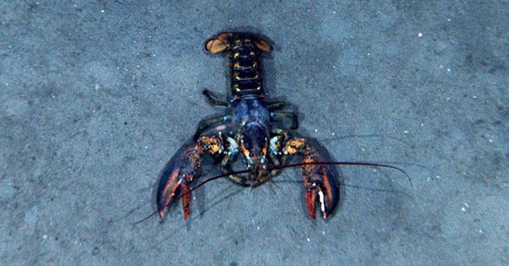 300 Ekor Lobster Amerika Dimusnahkan Balai Karantina Ikan Jakarta