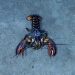 300 Ekor Lobster Amerika Dimusnahkan Balai Karantina Ikan Jakarta